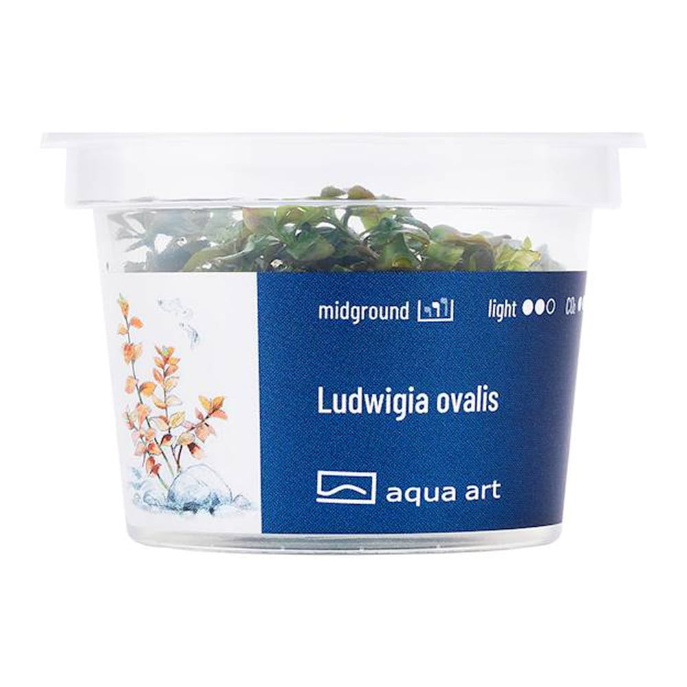 Ludwigia Ovalis IN VITRO KUBEK.jpg